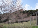 3.26 006-s.jpg
